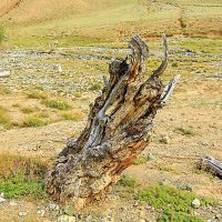 Дерево-старожил: история в каждом изгибе :: Владимир Кириченко