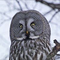 Глазки - пуговки :: Валентина *