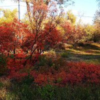прекрасный октябрь :: Елена Шаламова