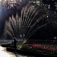 дирижёр :: Елена Шаламова