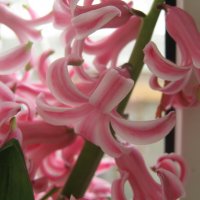 Гиацинта цветы :: Елена Семигина