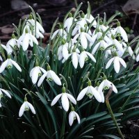 Подснежники :: Рита Симонова