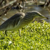 Жёлтая цапля. :: Alexander Amromin
