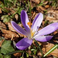 О Боже, как цветы и травы хороши!...... :: Галина 