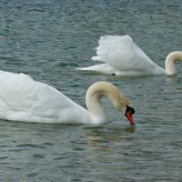 Белые лебеди - птицы прекрасные!... :: Галина Белые лебеди - птицы прекрасные!... :: Галина