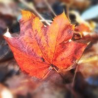 Прошлогодний лист осенний. :: Лилия *