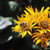 они на радость нам даны :: Олег Лукьянов