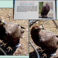 Орлан :: Нина Бутко