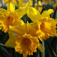 Пора нарциссов :: Юрий. Шмаков