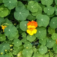 Насту́рция. :: Argaman Табашник