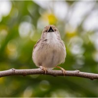 Приния изящная :: Александр Григорьев