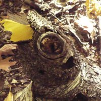 "Берёзовый Листоед " :: Валерий Кокорев