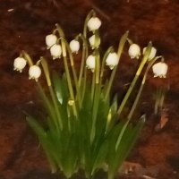 Белоцветник :: Сапсан 