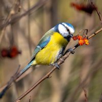 Лазоревка и дары осени. :: Владимир Лазарев