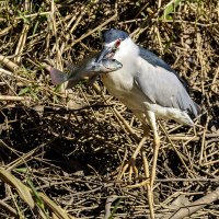 Кваква. :: Alexander Amromin