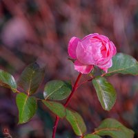 Роза :: Игорь Сикорский