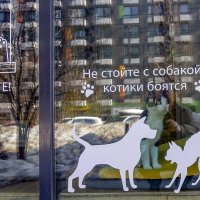 Витрина кафе с кошками :: Валерий Иванович