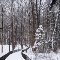 Зимний лесопарк :: Рита Симонова