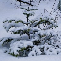 Зимний лесопарк :: Рита Симонова