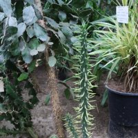 Весна в оранжерее ботанического сада :: Ольга 