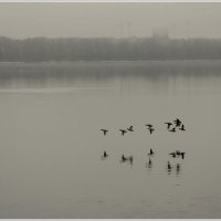 *** :: Aleksandr Gal