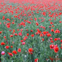 Природа Крыма :: Изумительная Космея