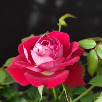 Март за окном :: Валентина Богатко 