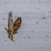 Зимник на охоте.... :: Sergey (Apg)