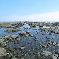 В поисках морских ежей :: ИРЭН@ .