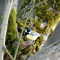 Большая синица :: Сергей Владимирович Егоров Большая синица :: Сергей Владимирович Егоров