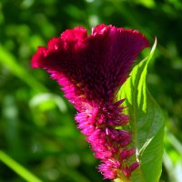 Целозия гребенчатая. :: nadyasilyuk Вознюк Целозия гребенчатая. :: nadyasilyuk Вознюк