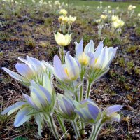 Цветы весны-прострел. :: nadyasilyuk Вознюк Цветы весны-прострел. :: nadyasilyuk Вознюк