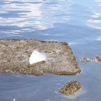 Льдинка :: Сергей Рожков