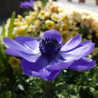 Anemone - королева марта... :: Галина 
