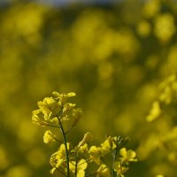 Цветёт рапс :: Константин Белоногов