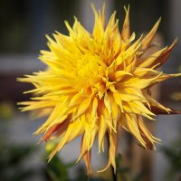 Георгин осенний, золотой. :: Лилия *