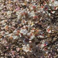 Буйство Миндаля. :: Giant Tao /