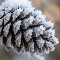 Шишка в инее :: Лилия 