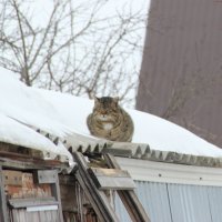 Весна :: Венера Чуйкова