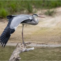 Серая цапля :: Александр Григорьев
