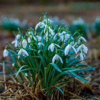 Весенний привет. :: Lucy Schneider 