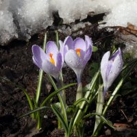 крокусы 14 марта :: Михаил Бибичков