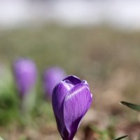 Радость цвета. :: Александр Кондаков