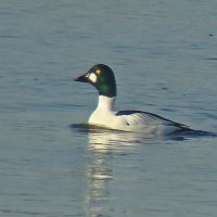 гоголь :: gawrilа - dan