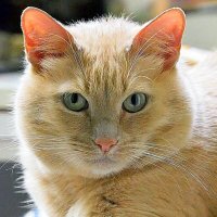 домашние радости :: Олег Лукьянов