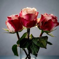 розы :: Ольга Косачова