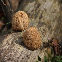 Ежевики :: краснов юрий 