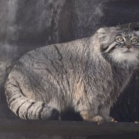 Манул Тимоша :: <<< Наташа >>>