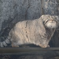 Манул Тимоша :: <<< Наташа >>>