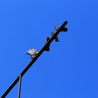 Голуби :: Юрий Гайворонскiий